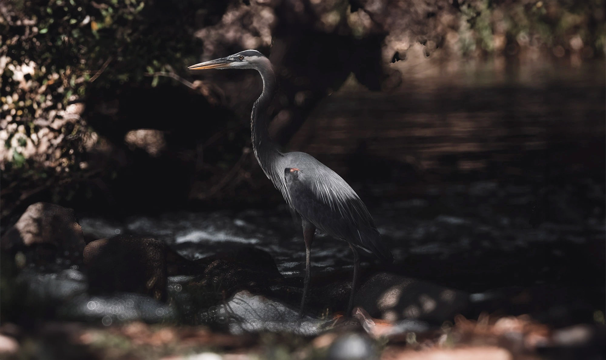 dark aesthetic photograph of a heron in a woodland setting