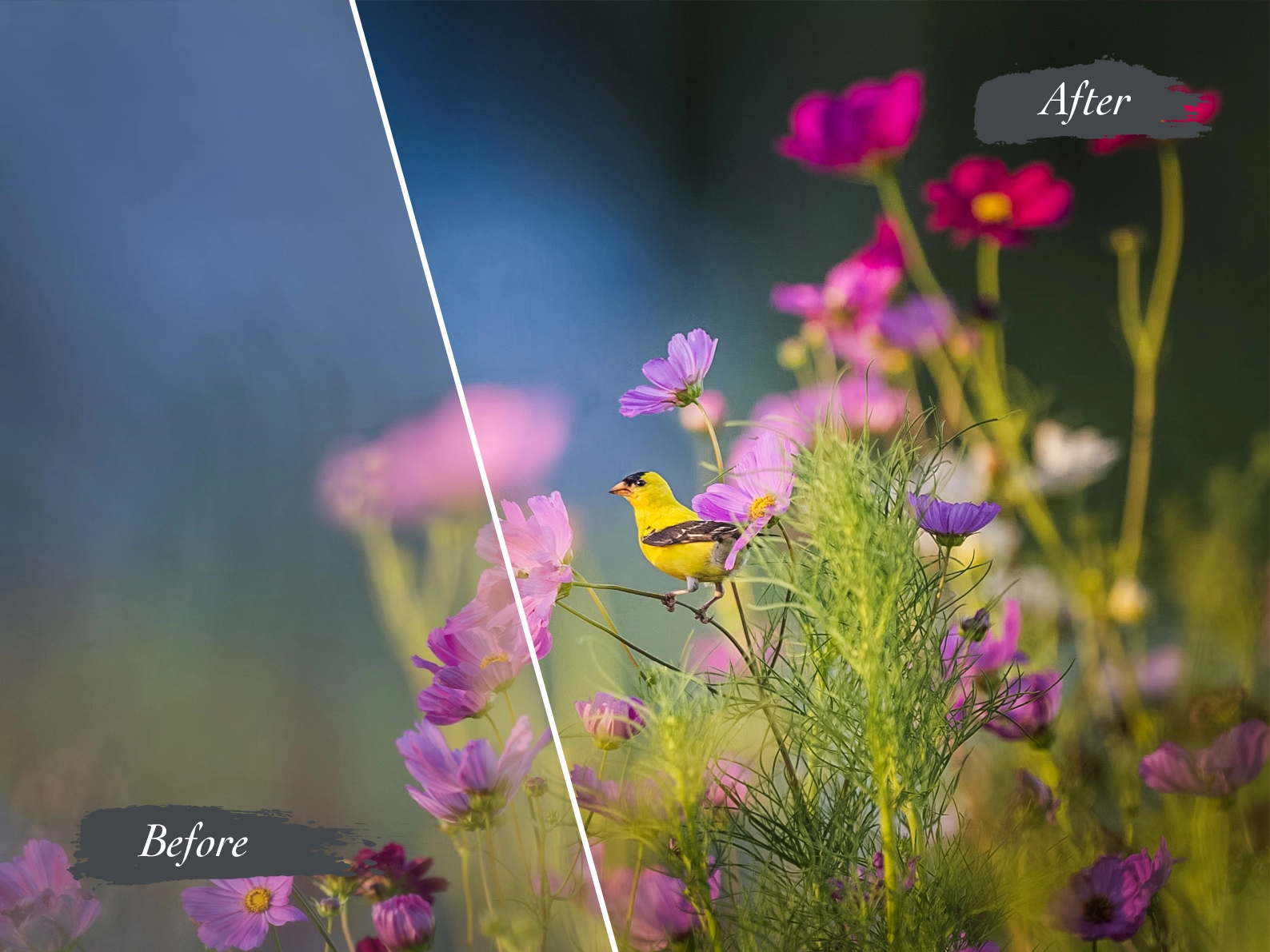 Image shows a before and after image enhancement of a bird