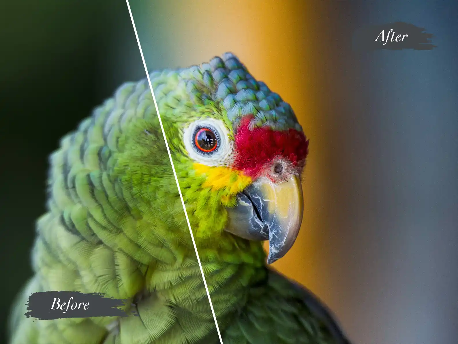 Image shows a before and after image enhancement of an exotic costa rica bird