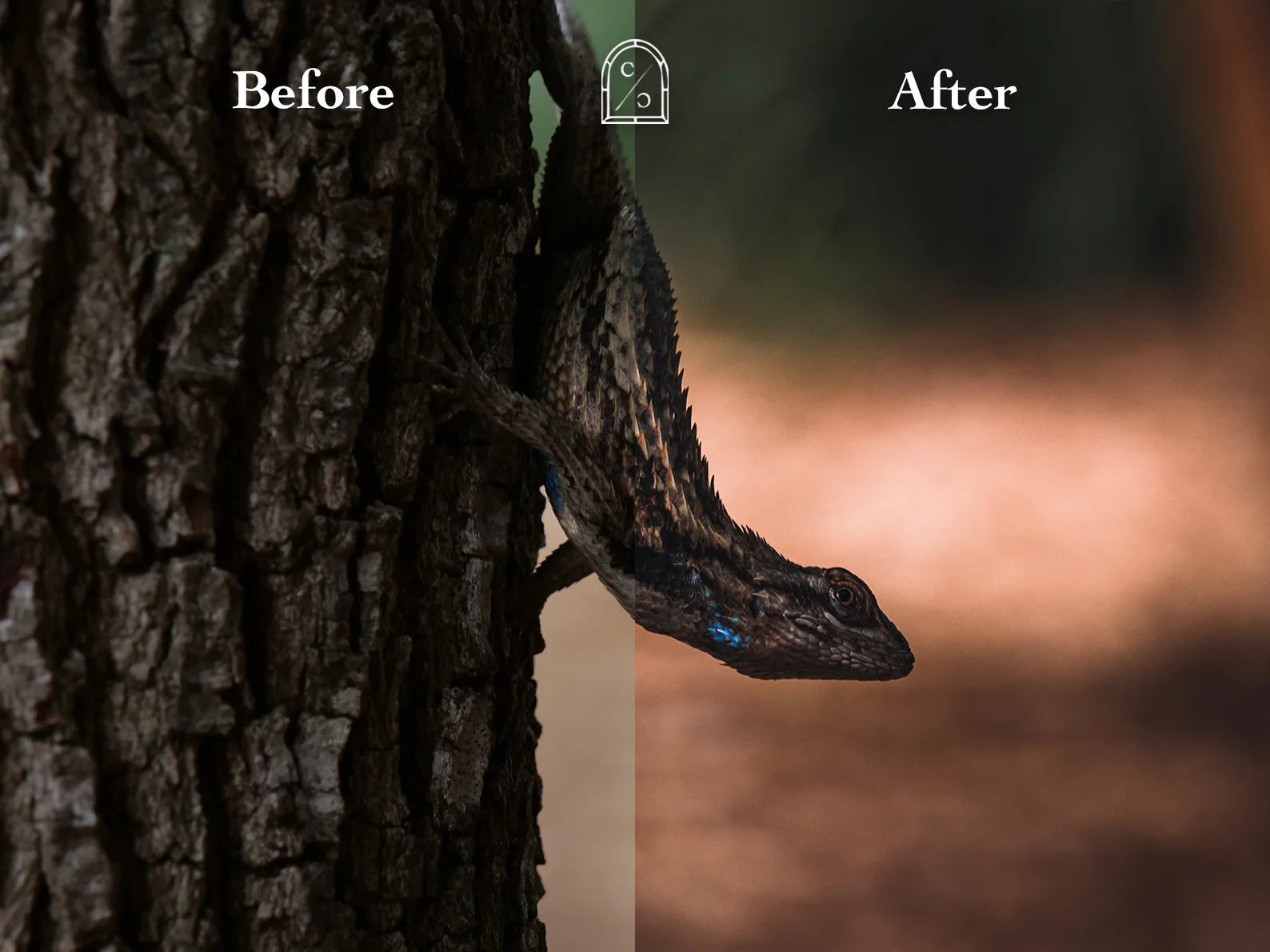 Before and After Lightroom Preset Effect on Lizard Climbing a Tree - Dark Moody Photography Style