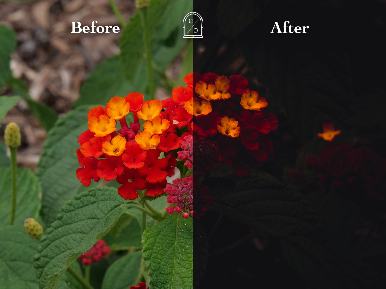 Before and After Dark Preset Effect on Flowers - Moody Aesthetic Photography Using Lightroom