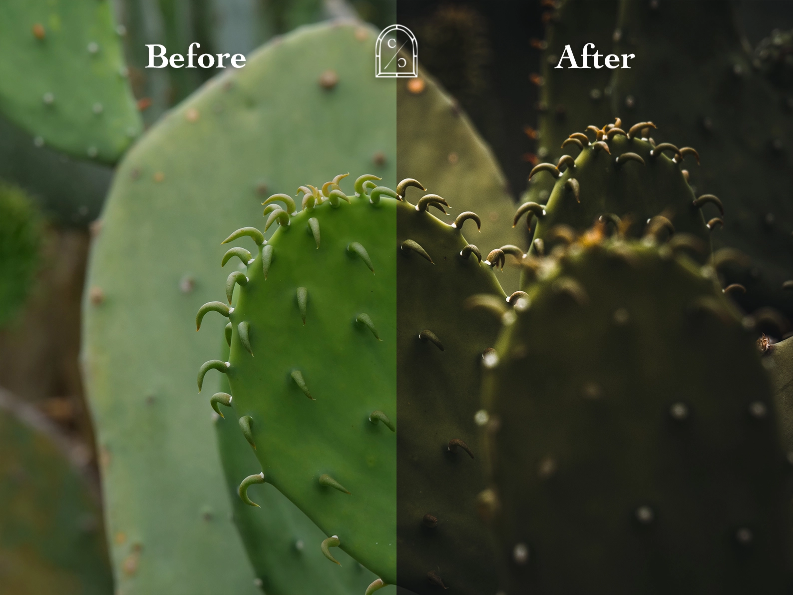 Cactus Before and After Using Dark Moody Lightroom Preset - Enhancing Contrast and Shadows